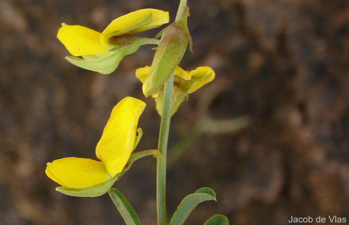 Crotalaria albida B.Heyne ex Roth